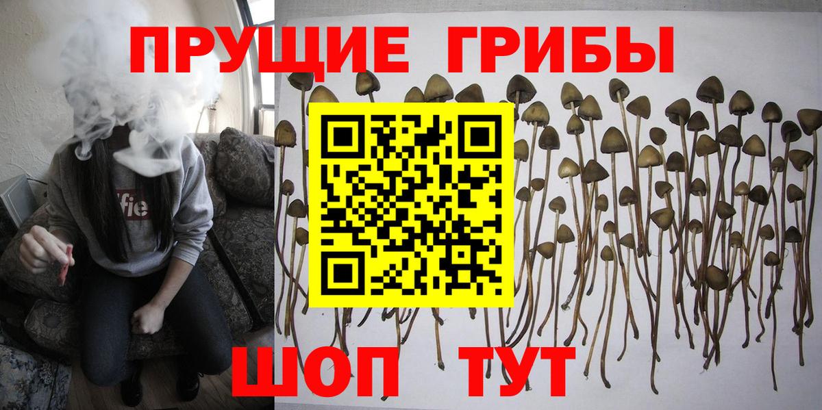 Аргун  Псилоцибиновые грибы GOLDEN TEACHER  Галлюциногенные грибы Psilocybe  Вход с VPN 